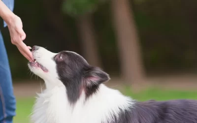 Border Collie Feeding Guide (Everything You Should Know)