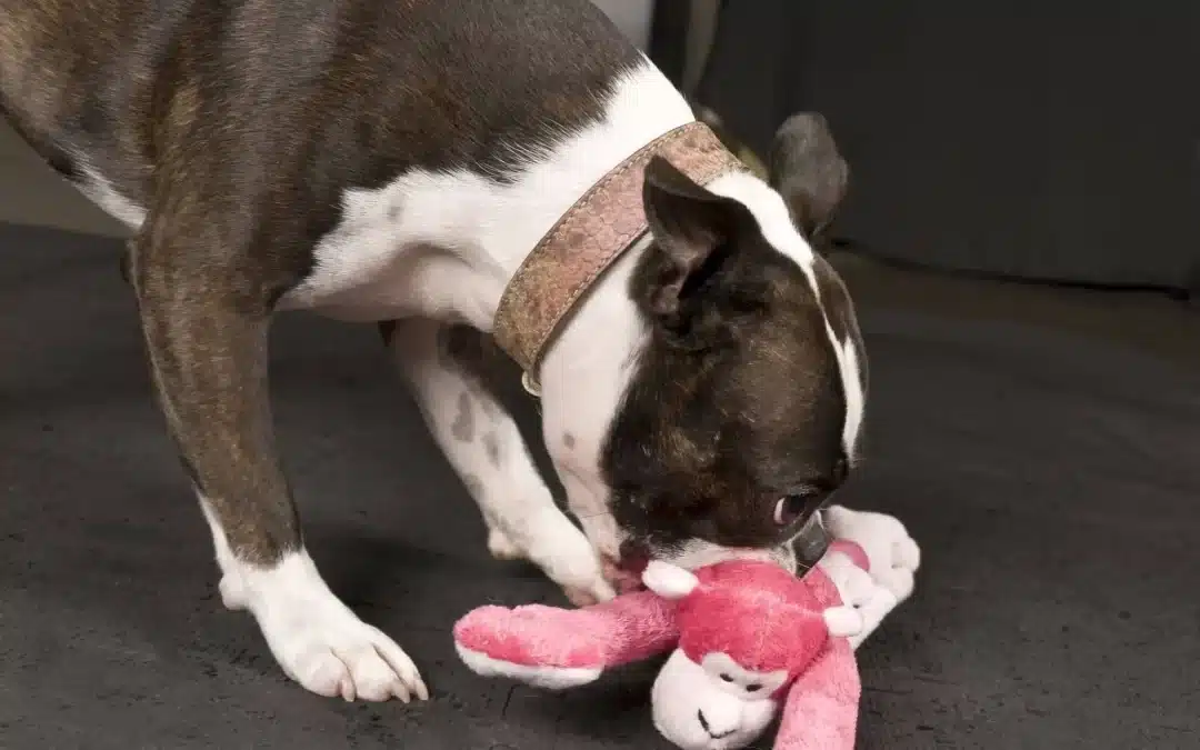 Boston Terrier Feeding Guide