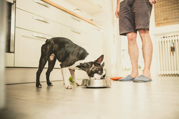 Boston Terrier Feeding from a bowl