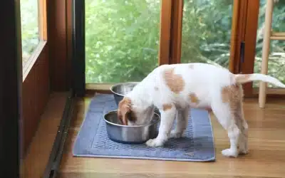 Brittany Feeding Guide