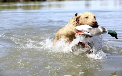 Chesapeake Bay Retriever Feeding Guide (Everything You Should Know)