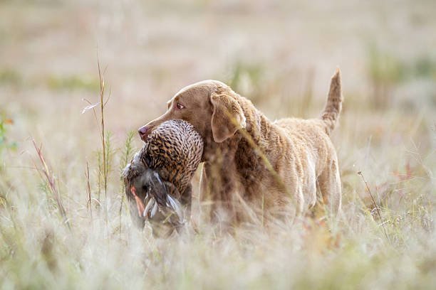 Chesapeake bay retriever bringing in a downed mallard.