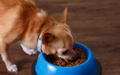 Chihuahua Feeding Guide