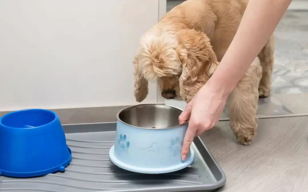 Cocker Spaniel Feeding Guide