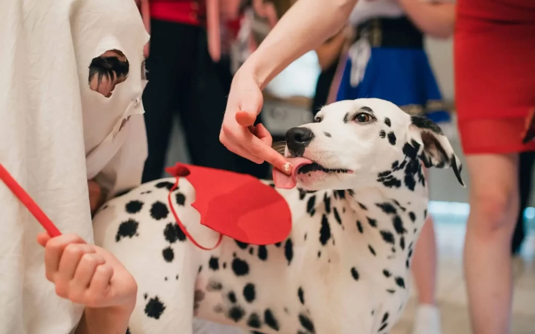 Dalmatian Feeding Guide