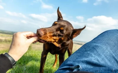 Doberman Pinscher Feeding Guide (Everything You Should Know)