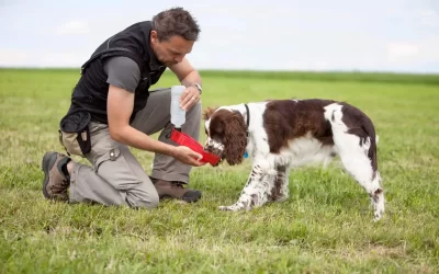 English Springer Spaniel Feeding Guide (Everything You Should Know)