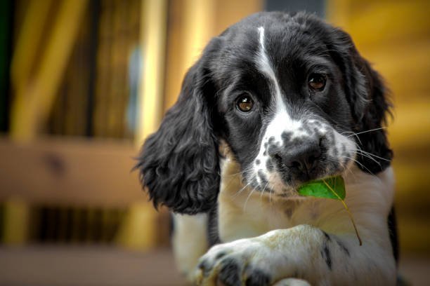 English Springer Spaniel Puppy With Leaf