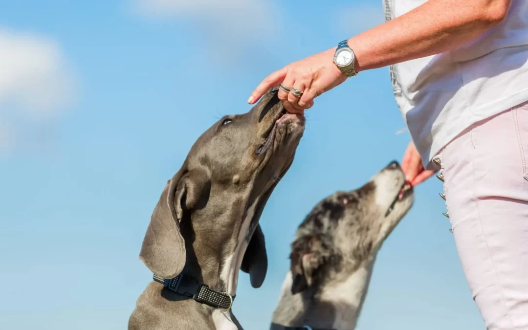 Great Dane Feeding Guide