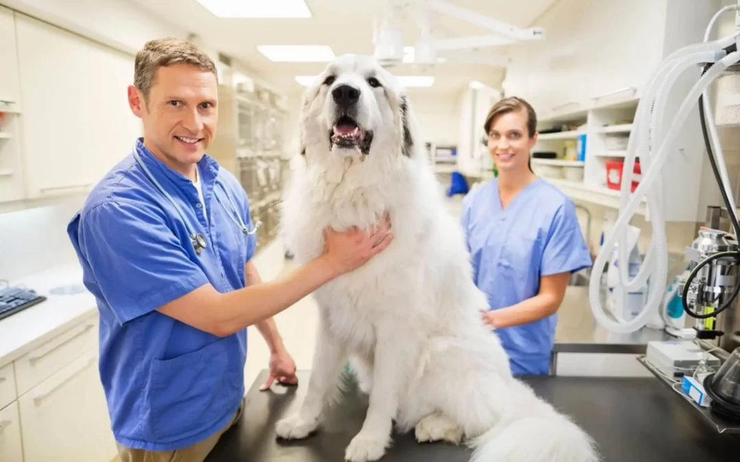 Great Pyrenees Feeding Guide