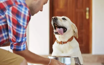 75 Human Foods, Vegs & Fruits Labrador Retrievers Can Eat (and 25 To Avoid )