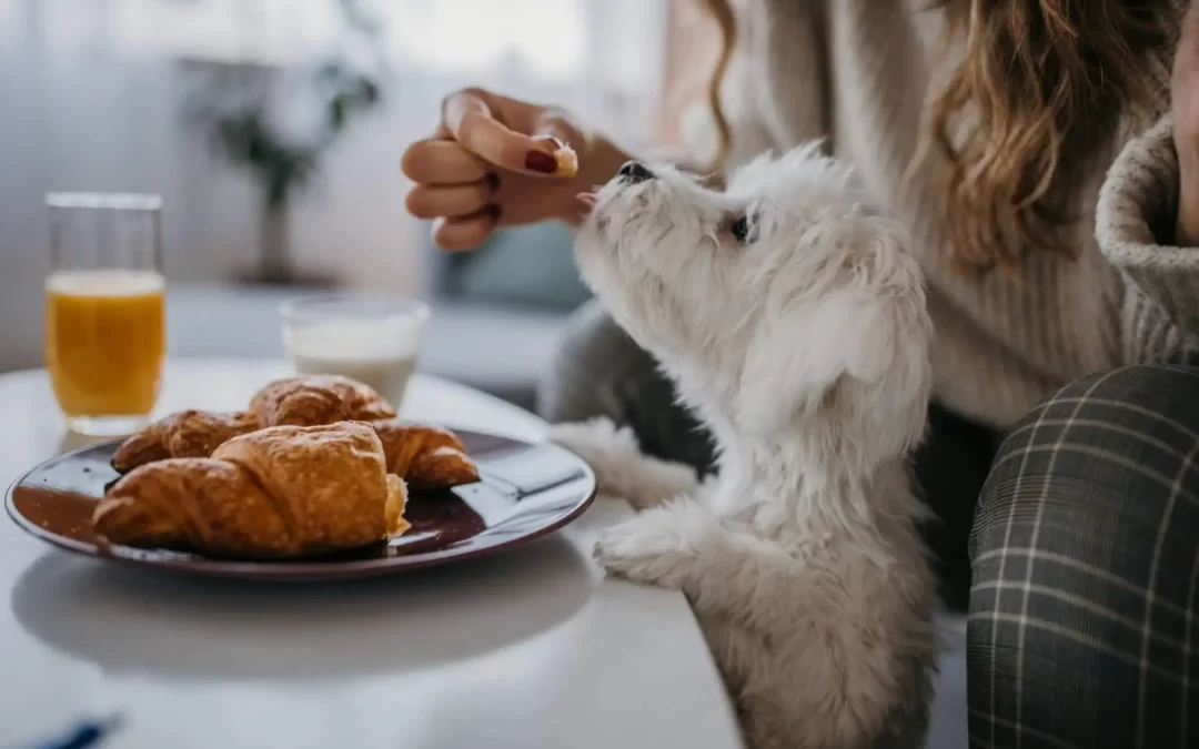 Maltese Feeding Guide