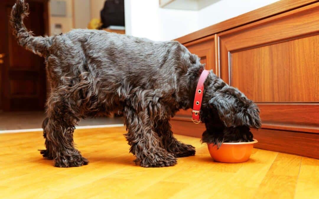Miniature Schnauzer Feeding Guide
