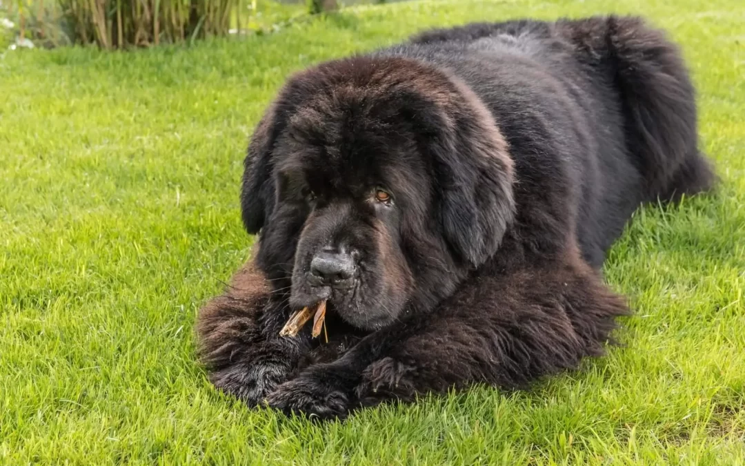 Newfoundland Feeding Guide