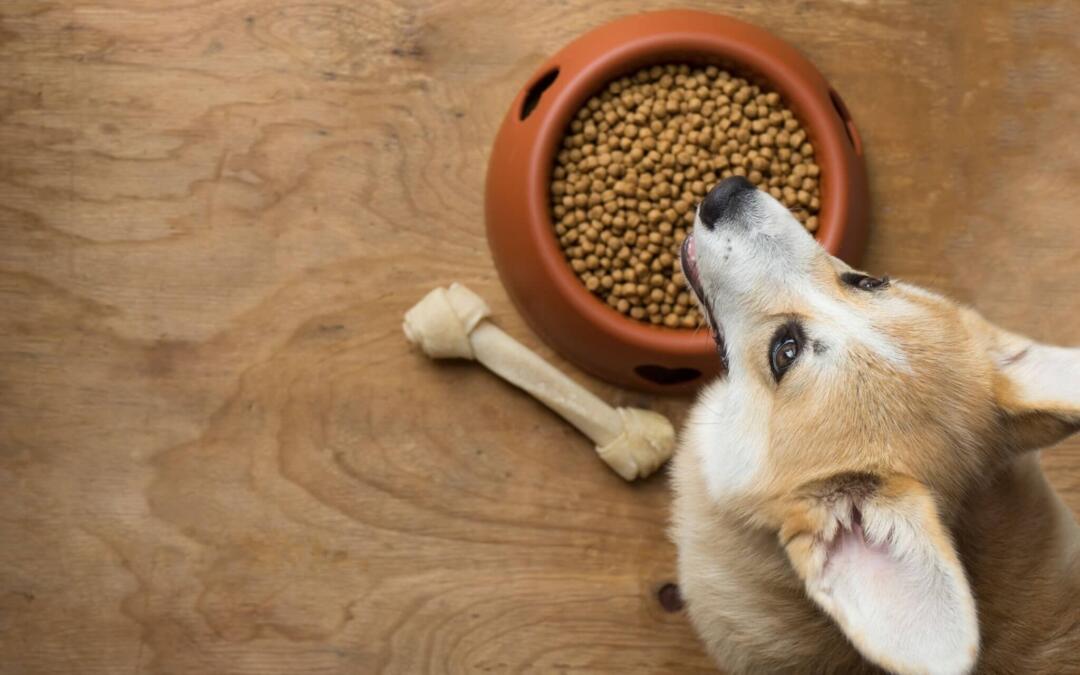 Pembroke Welsh Corgi Feeding Guide