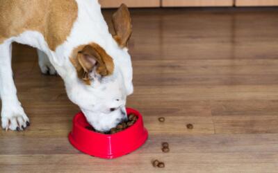 Pit Bull Feeding Guide