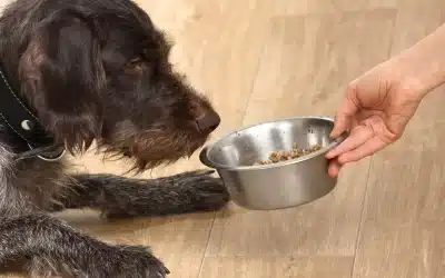 Pointer Feeding Guide