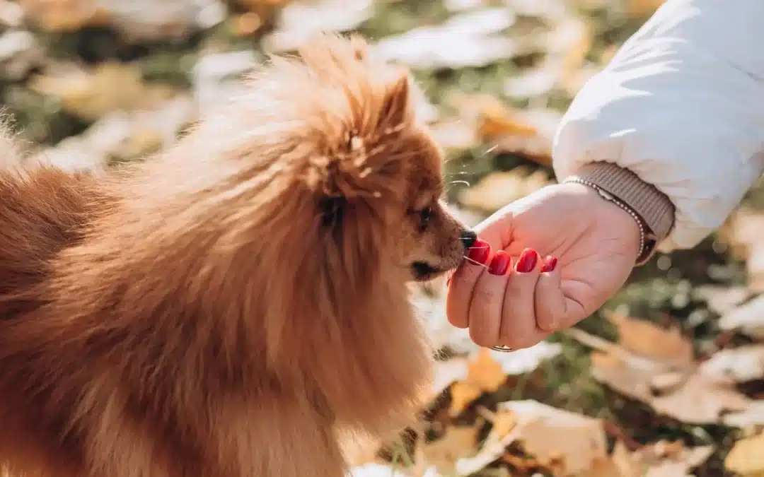 Pomeranian Feeding Guide
