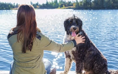 Portuguese Water Dog Feeding Guide (Everything You Should Know)