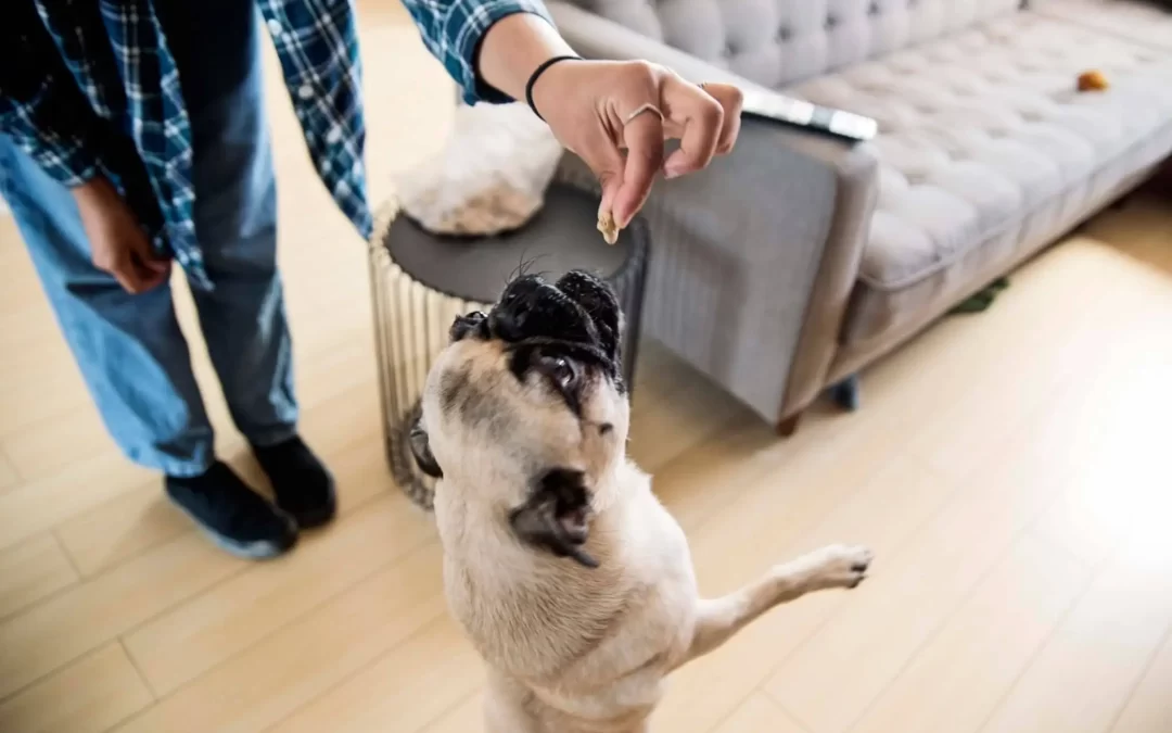 Pug Feeding Guide