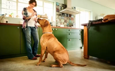 Rhodesian Ridgeback Feeding Guide (Everything You Should Know)