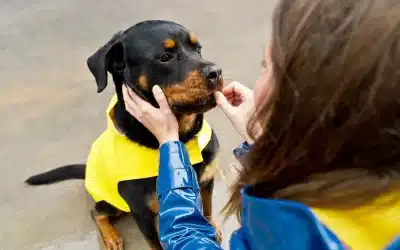 Rottweiler Feeding Guide