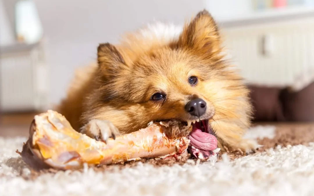Shetland Sheepdog Feeding Guide