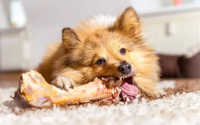 Shetland Sheepdog Feeding Guide (Everything You Should Know)