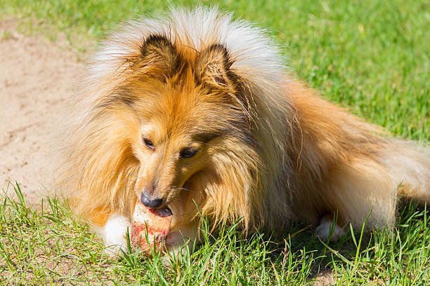 shetland sheepdog chews a bone in grass