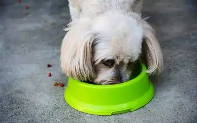 Shih Tzu Feeding Guide