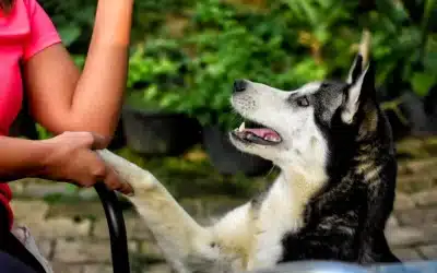 Siberian Husky Feeding Guide