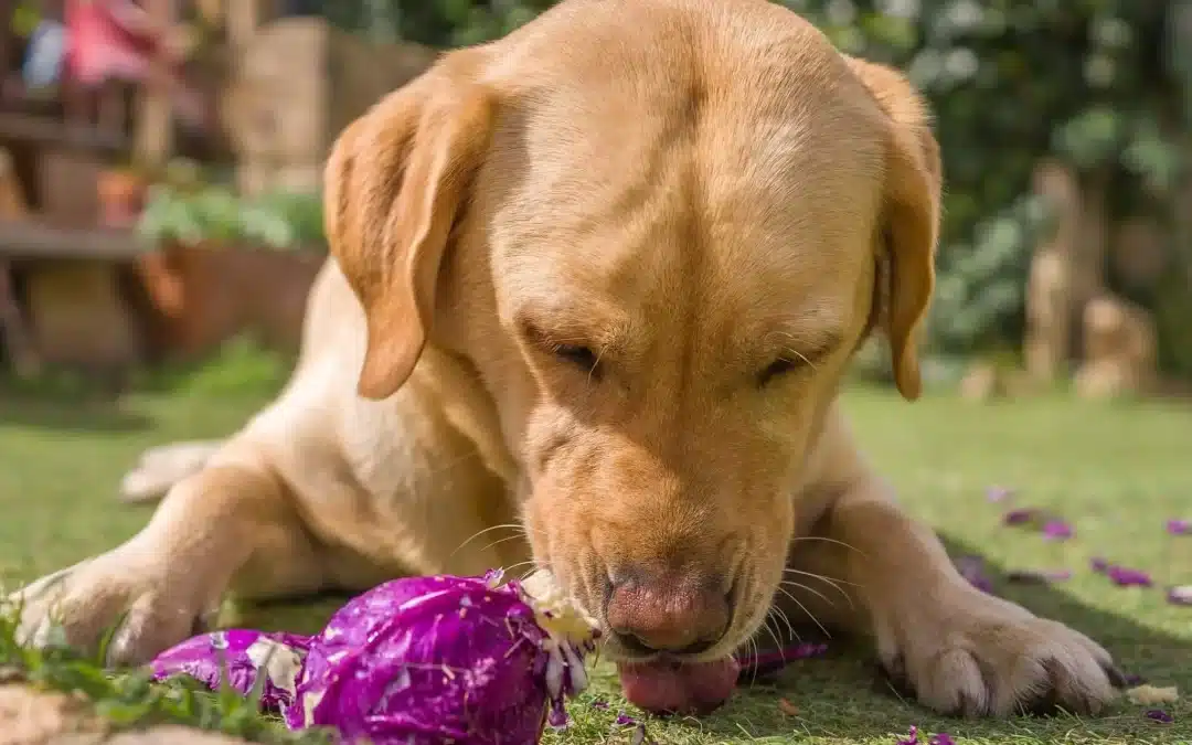 Vizsla Feeding Guide