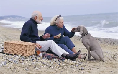 Weimaraner Feeding Guide (Everything You Should Know)