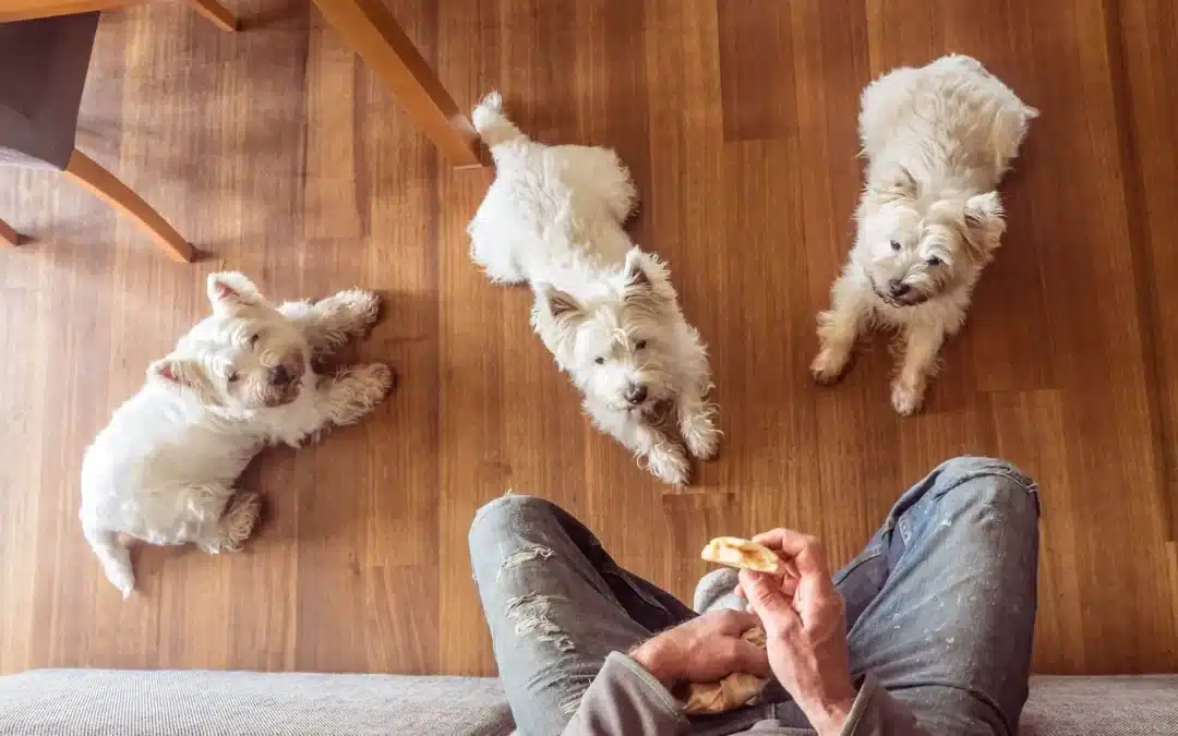West Highland White Terrier Feeding Guide