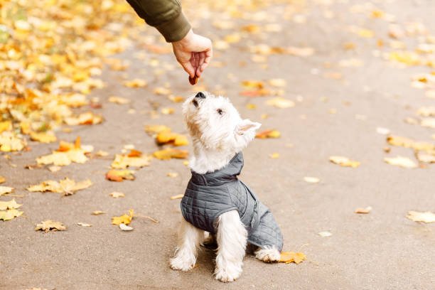 west highland white terrier feeding and playing in the park on the autumn foliage. Mn training dog wearing in grey coat