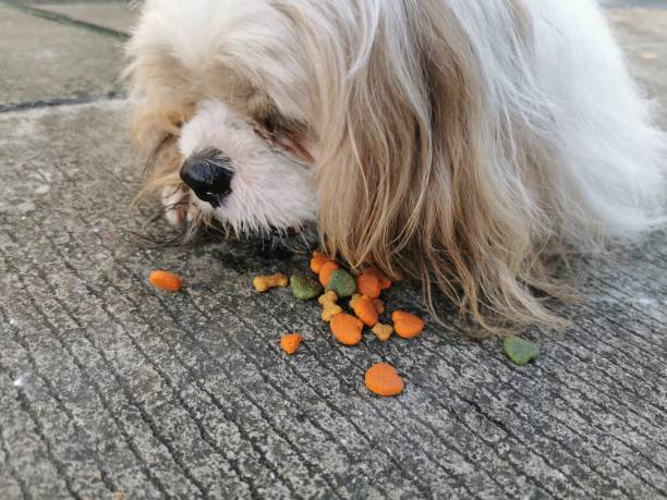 West Highland White Terrier eating food from the ground