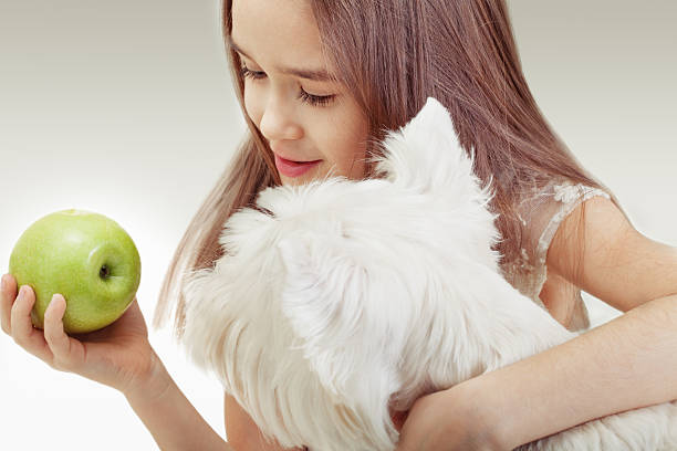 West Highland White Terrier eating apples from a girl