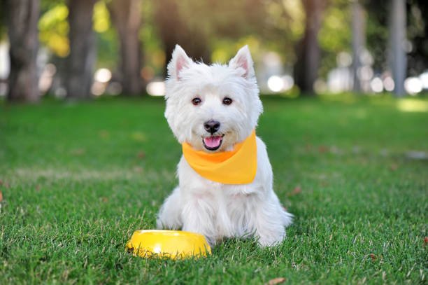 West highland white terrier in yellow fabric collar having dinner at the lawn