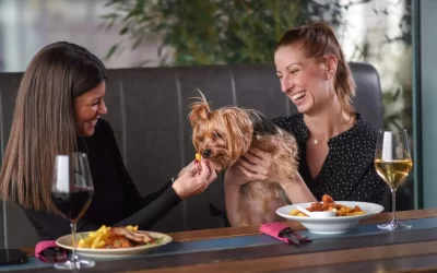 Yorkshire Terrier Feeding Guide