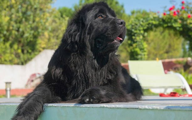 adult newfoundland dog in a swimming pool