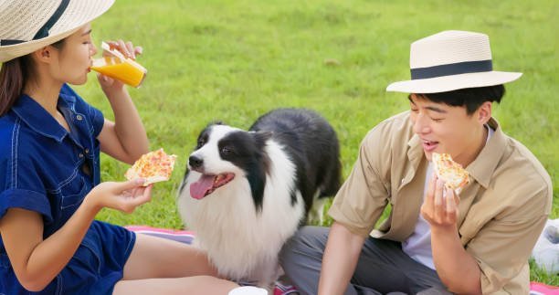 asian couple are enjoying to have a picnic at grass on holidays with their pet border collie and they eating pizza