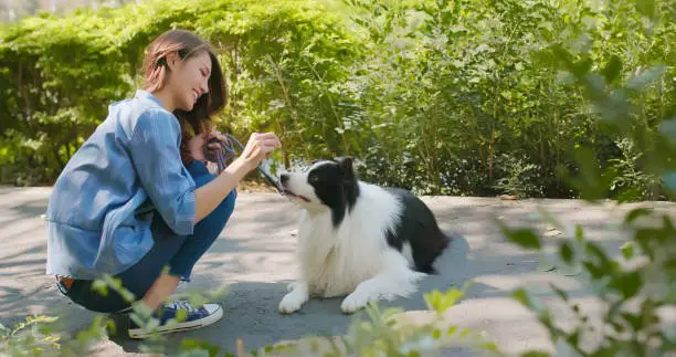 asian woman training border collie in the park - pet eats snack from owner hand