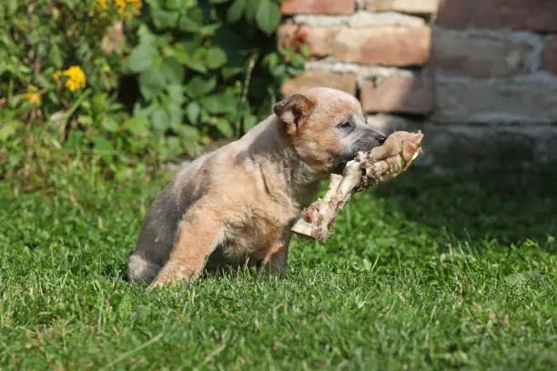 Australian Cattle Dog puppy playing in the garden