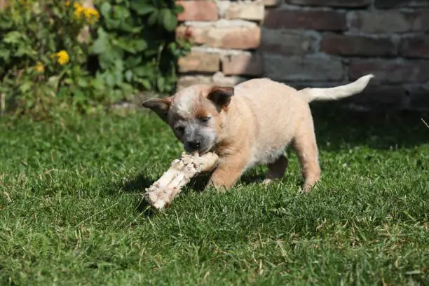 Australian Cattle Dog puppy playing in the garden