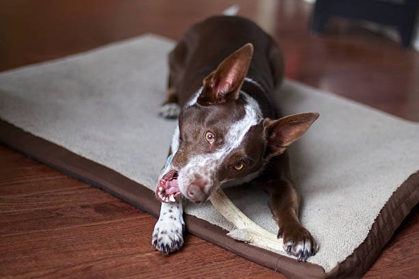 A brown and white dog on its bed, chewing on a deer antler.