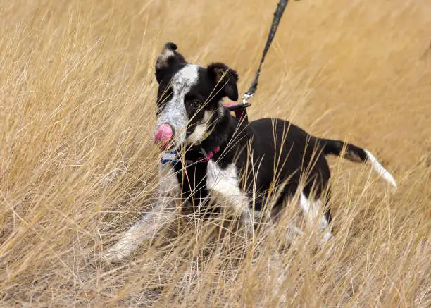 Young border collie blue heeler mix licking its lips while walking in field of grass closeup