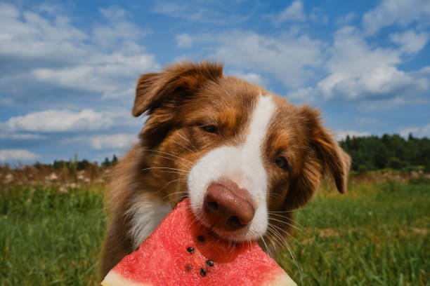 Aussie on green meadow in grass enjoys eating fruit on warm day. Dog on background of blue sky. The concept of pets as people. An Australian Shepherd dog eats juicy, fresh watermelon outside in summer.