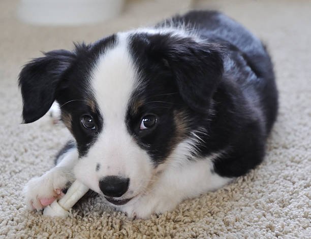 australian shepherd puppy eating bone