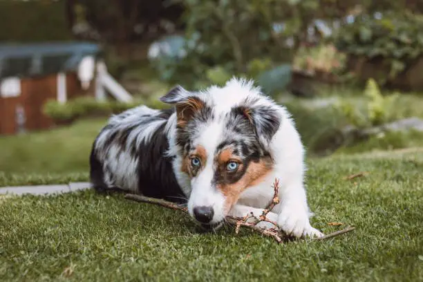 Australian Shepherd puppy with ragged eyes lying in the garden chewing on a twig and smiling happily. Love for a pet.