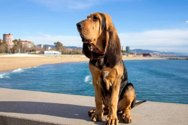 A beautiful bloodhound puppy at 5 months sits on the backdrop of the sea on a sunny day.